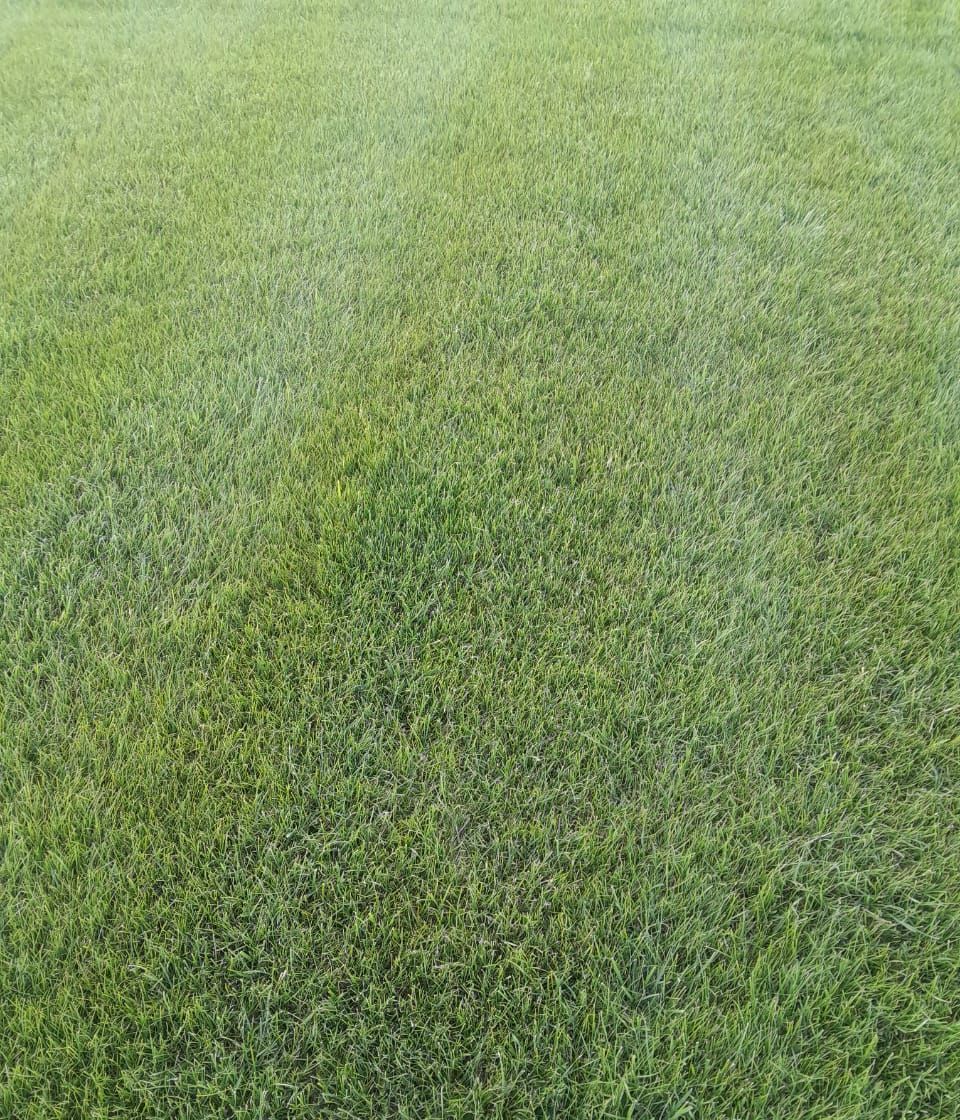 Thick green lawn