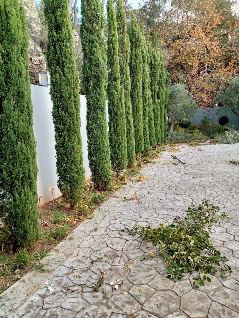 Row of trimmed cypress trees along a white wall
