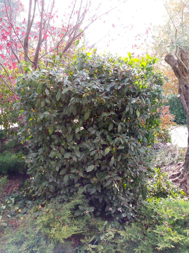 Pruned shrub among autumn leaves