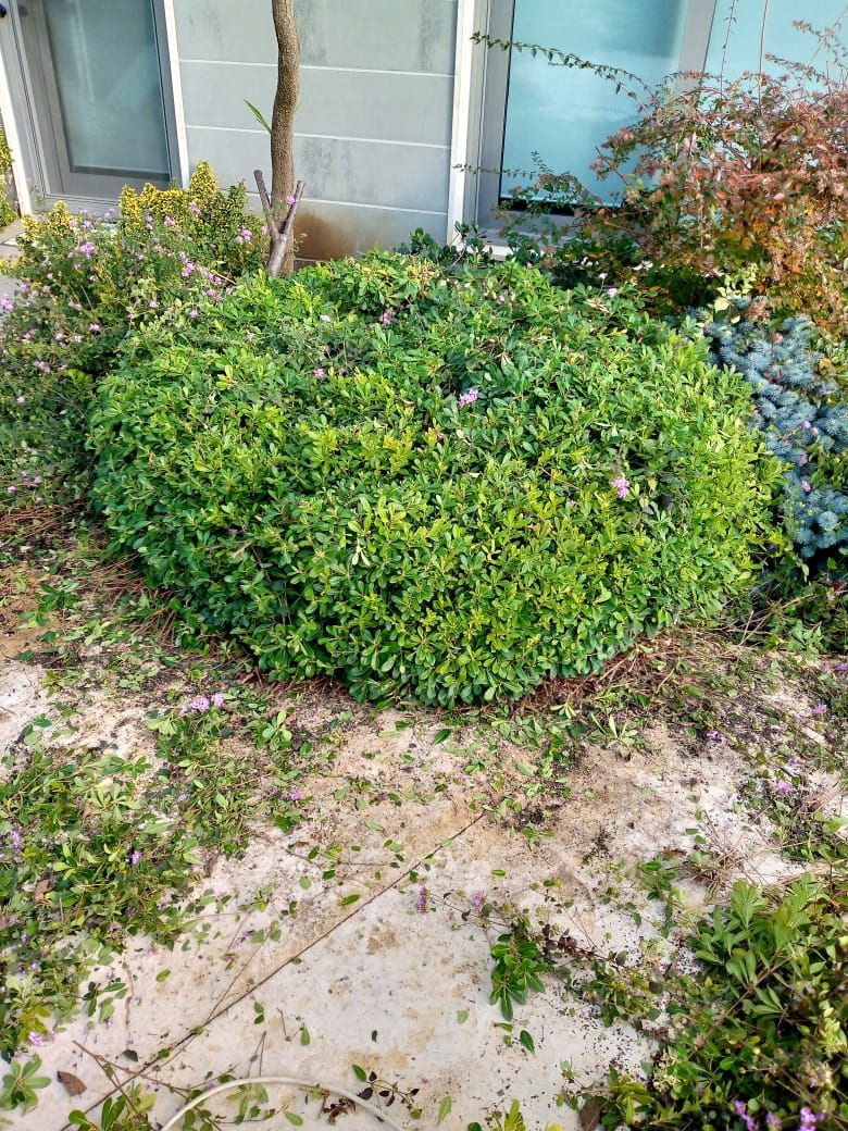 Pruned round shrub with small pink flowers