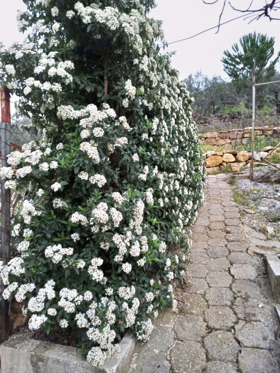 Viburnum covered in white flowers beside a paved path