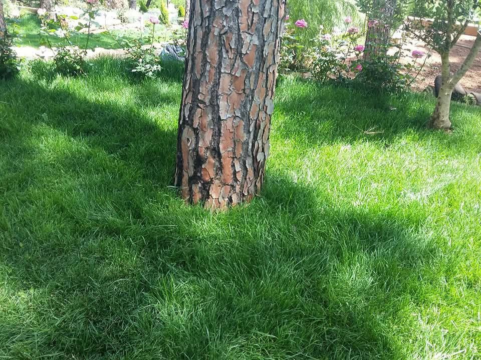 Pine trunk rising from a lush lawn with roses behind