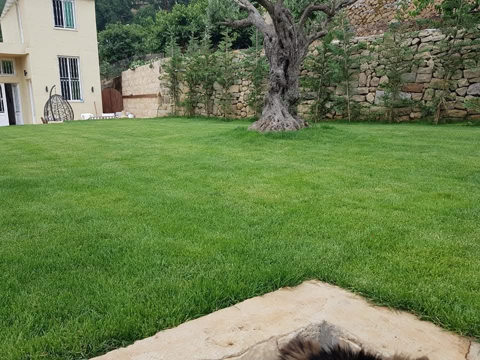 After: lawn with the old olive tree