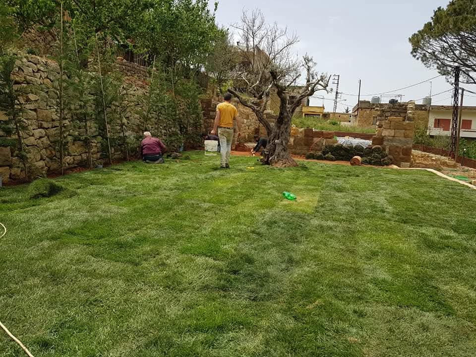 Before: lawn with the old olive tree
