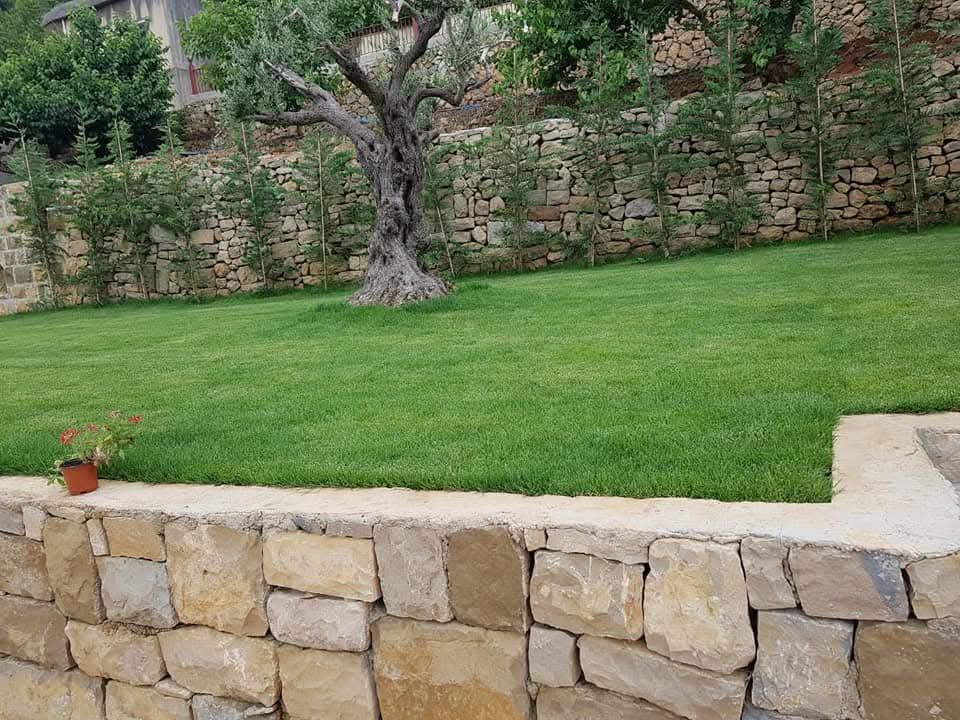 Lawn and olive tree above a stone retaining wall