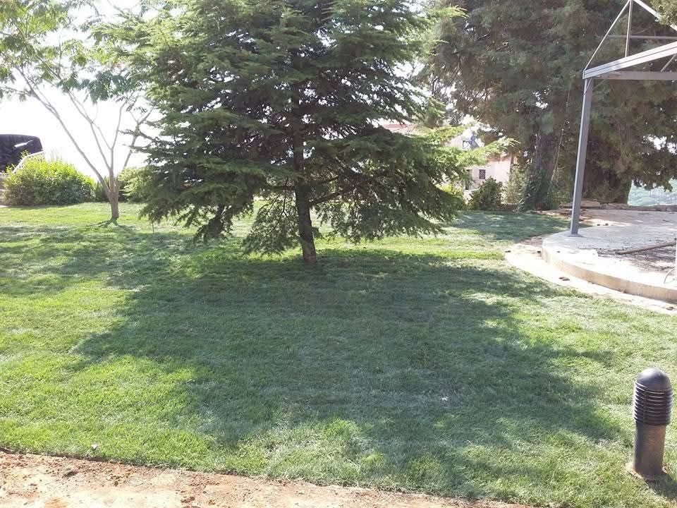 Cedar tree on the new lawn beside the terrace