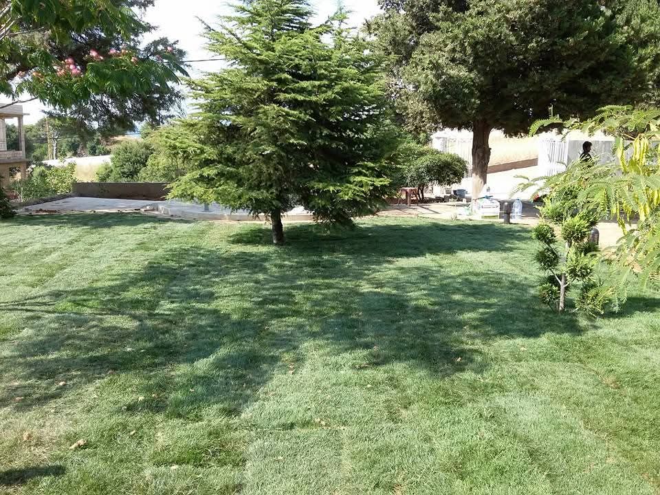 Freshly laid lawn with a cedar and mature trees