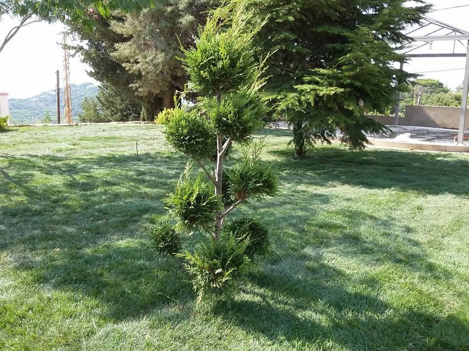 Trimmed cypress on the new lawn